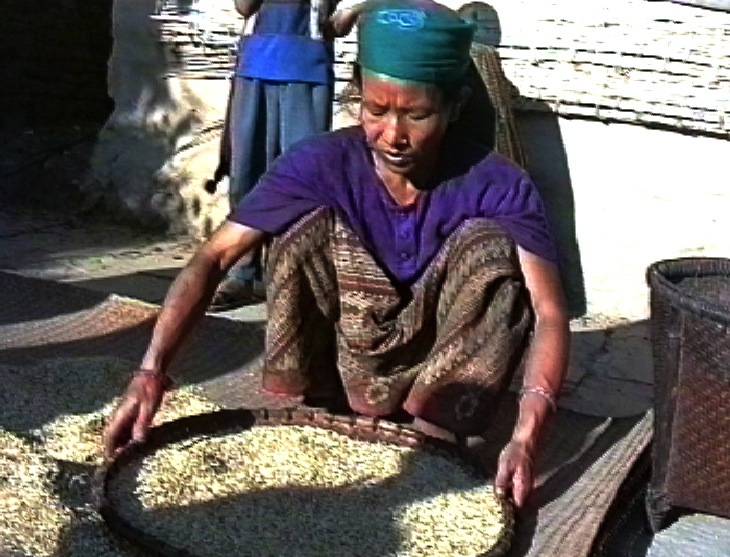 Dilmaya drying and winnowing rice's image