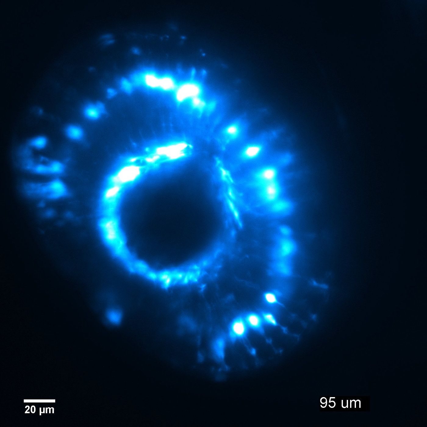 Zebrafish Eye, Light Sheet Imaging, Venus z-Stack @ 48hpf's image