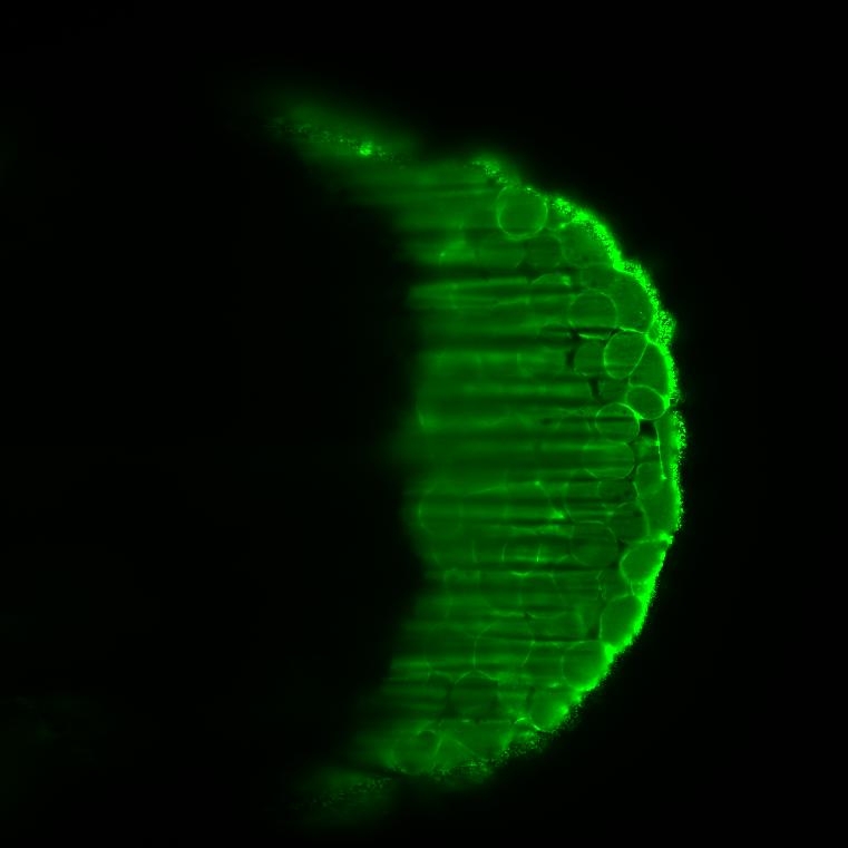 Zebrafish embryo 3 hpf, Light Sheet Imaging, Realtime Capture, Lifeact's image
