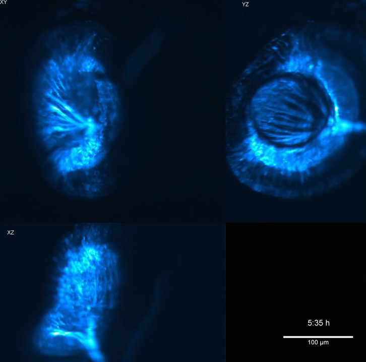 Zebrafish Eye, Light Sheet Imaging, 2 Photon Excitation, Max Intens Projection, not normalized's image