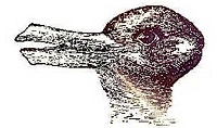 The Duck Rabbit Drawing's image