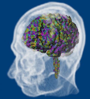 Brain network dynamics's image